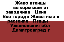 Жако птенцы выкормыши от заводчика › Цена ­ 1 - Все города Животные и растения » Птицы   . Ульяновская обл.,Димитровград г.